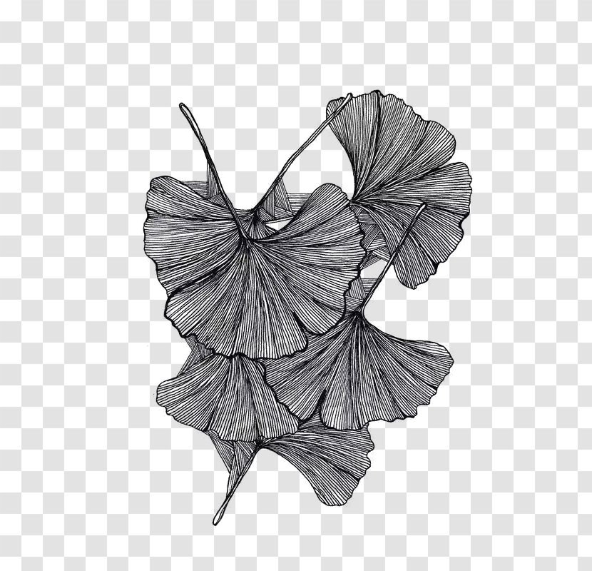 Black And White Drawing Painting - Moths Butterflies - Creative Lotus Illustrations Transparent PNG