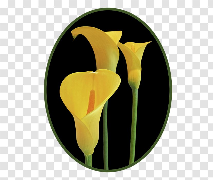 Flower Petal Fine Art Artist - Poster - Callalily Transparent PNG