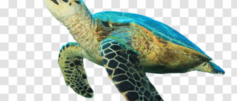 Hawksbill Sea Turtle Tortoise Loggerhead Transparent PNG