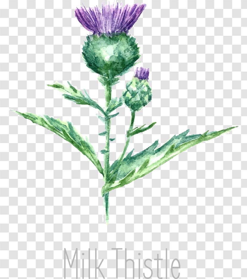 Drawing Milk Thistle Watercolor Painting - Photography - Vector Transparent PNG