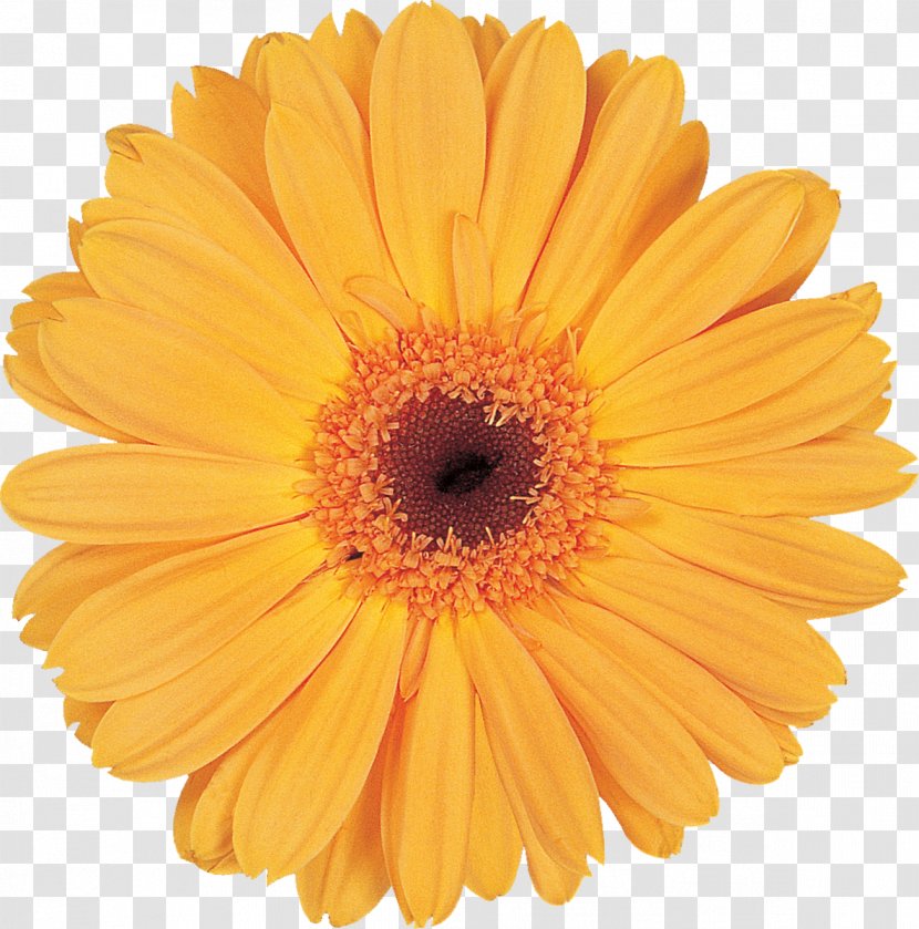 Transvaal Daisy Flower Bouquet Cut Flowers Clip Art - Pollen Transparent PNG