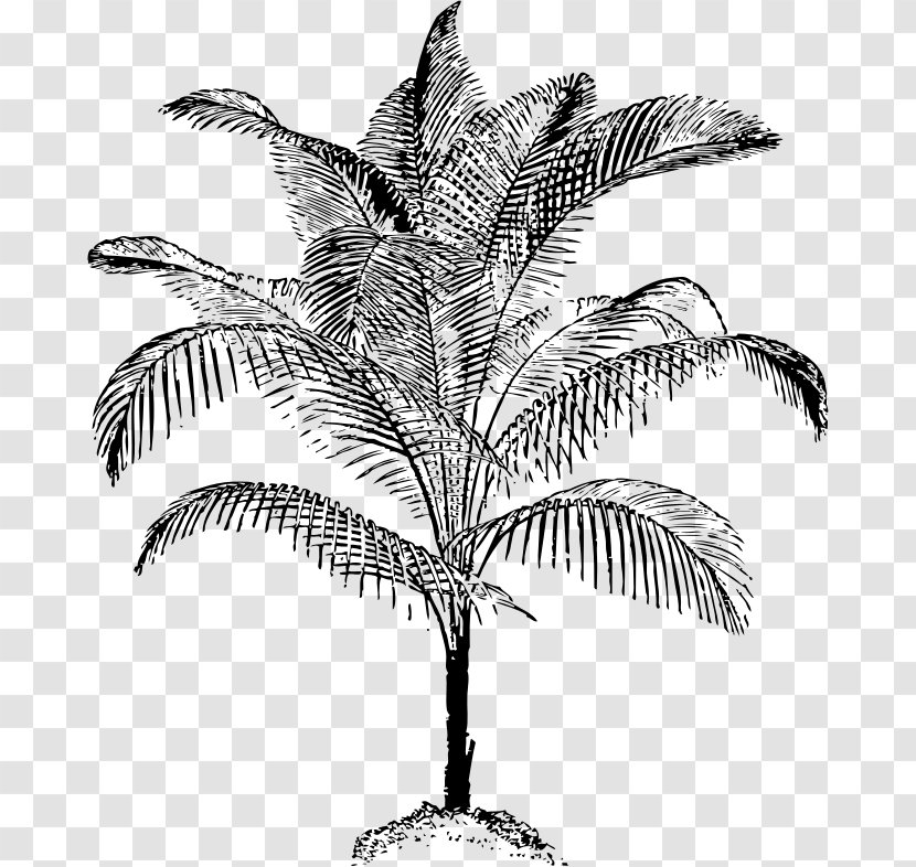 Arecaceae Drawing Coconut Clip Art - Monochrome - Practical Vector Transparent PNG