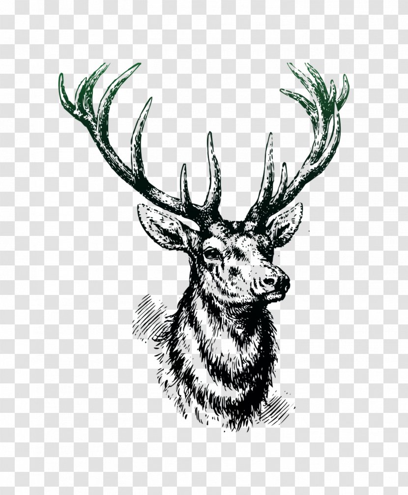 Red Deer Moose Elk Valentine's Day - Reindeer - Hunting Transparent PNG