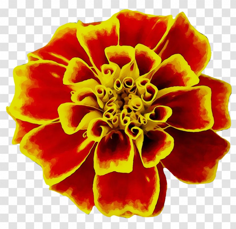Mexican Marigold Flower Seed Image English - Tagetes - Plant Transparent PNG
