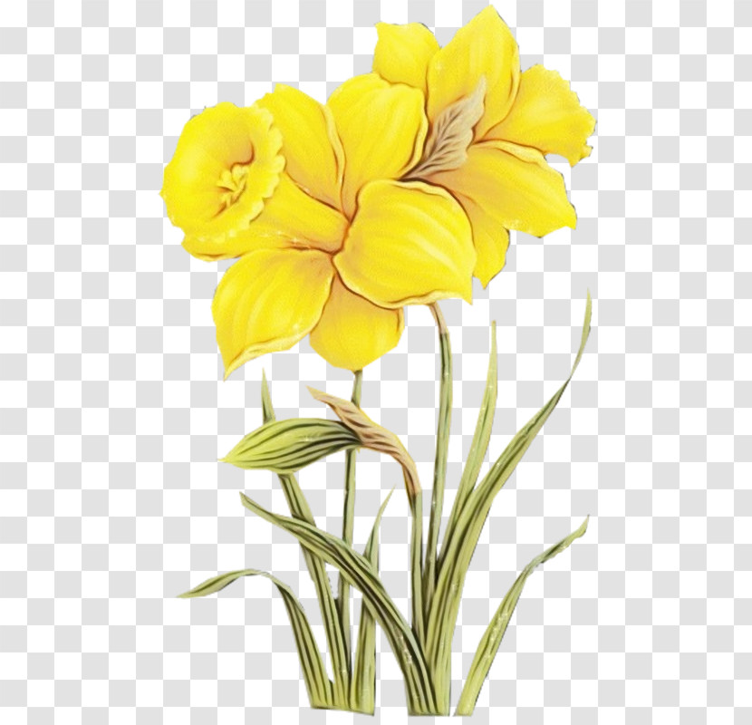 Flower Plant Yellow Petal Cut Flowers Transparent PNG
