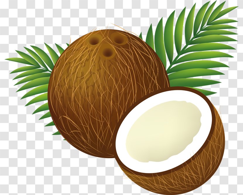 Coconut Water Arecaceae Clip Art - Egg - Cocos Transparent PNG