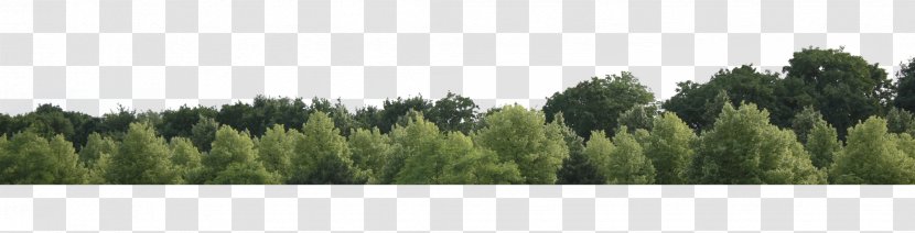 Tree Forest Clip Art - Panorama Transparent PNG