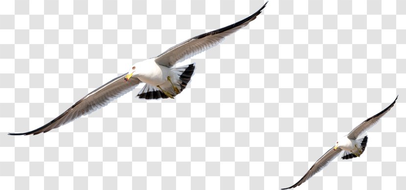 Gulls Bird Pigeons And Doves Rock Dove European Herring Gull - Kite Transparent PNG