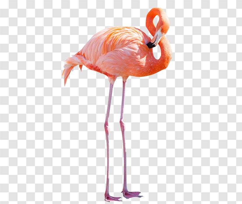 Greater Flamingo American Stock Photography Royalty-free - Bird Transparent PNG