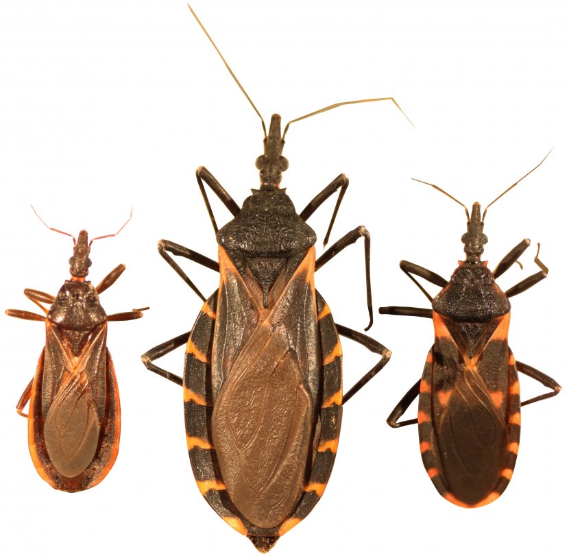 Triatoma Protracta Insect Mosquito Chagas Disease - Invertebrate - Bugs Transparent PNG