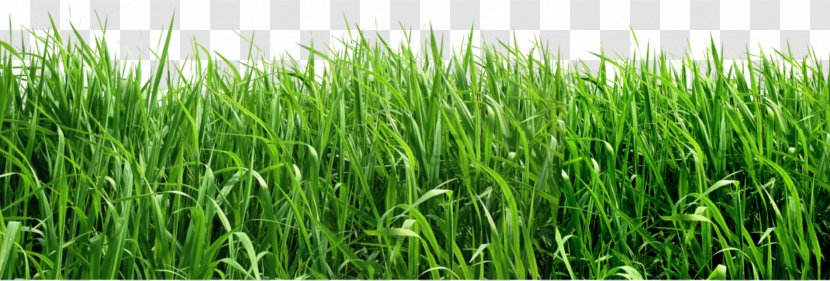Lawn Artificial Turf Insecticide Insect Repellent Garden - Crop - Grass Clipart Picture Transparent PNG