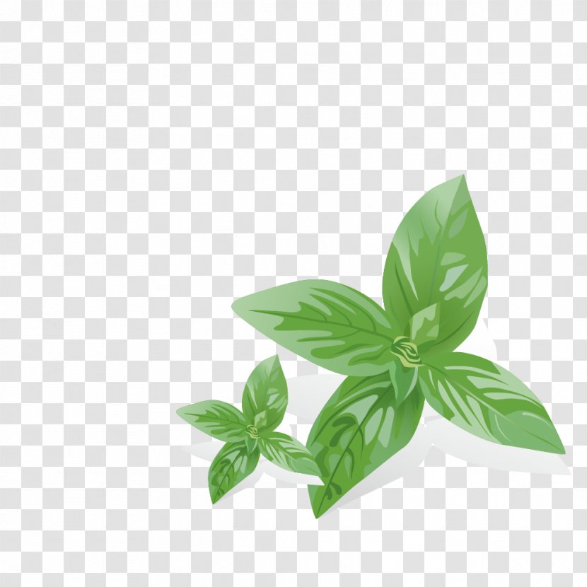 Mentha Spicata Euclidean Vector - Plant - Mint Leaves Transparent PNG