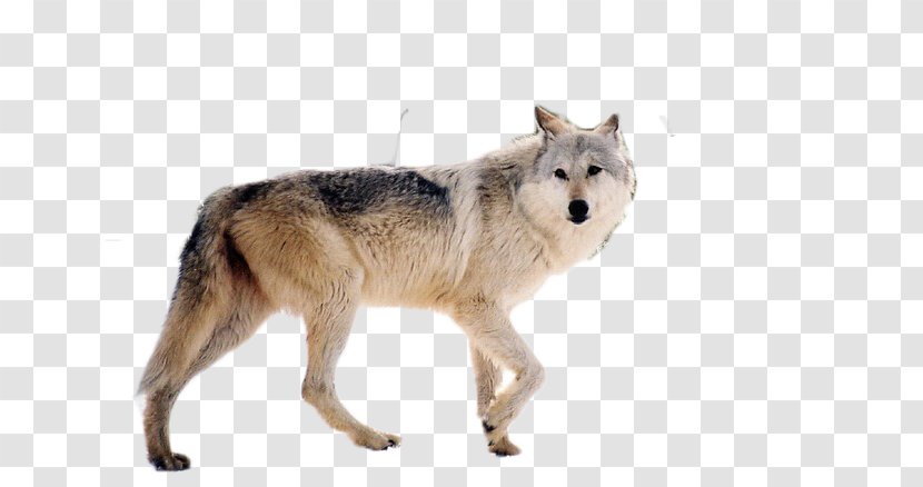 Yellowstone National Park Idaho Montana Dog Endangered Species - United States Of America Transparent PNG