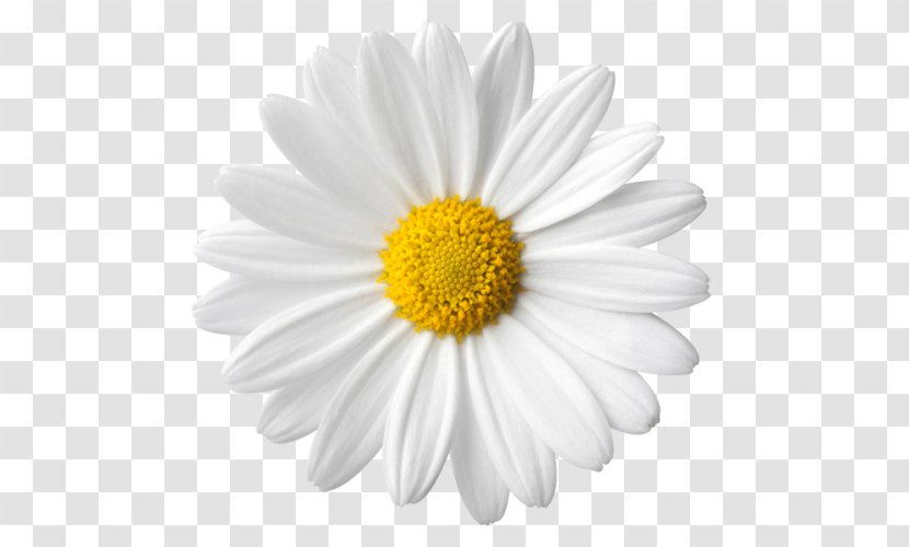 Common Daisy Flower Stock Photography Clip Art - Yellow Transparent PNG