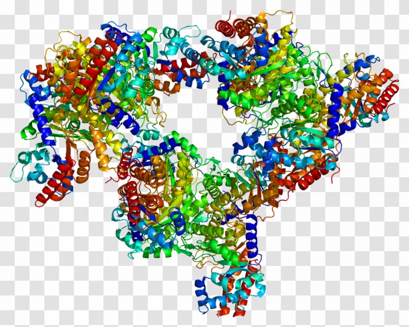 Fructose-bisphosphate Aldolase C A Fructose 1,6-bisphosphate B - Tree - Tridimensional Transparent PNG