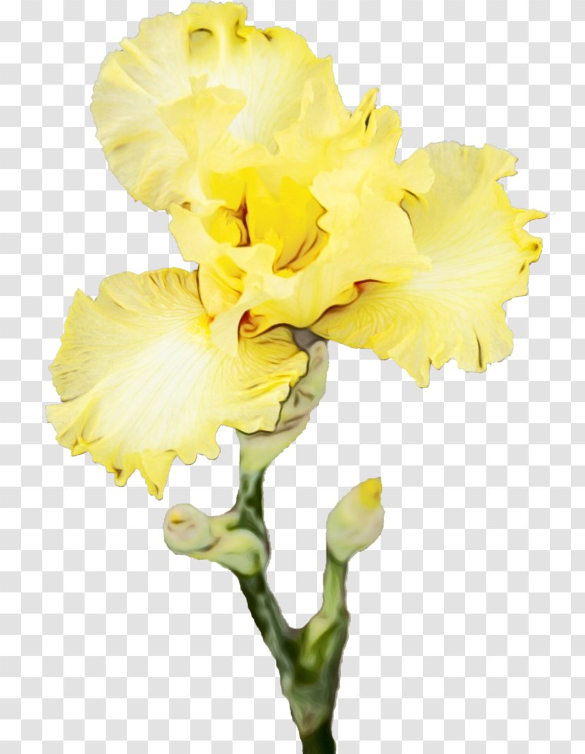 Flower Flowering Plant Yellow Petal Cut Flowers - Watercolor - Moth Orchid Cattleya Transparent PNG