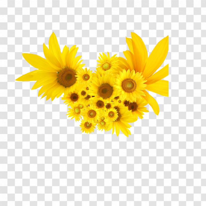 Common Sunflower - Floral Design Transparent PNG