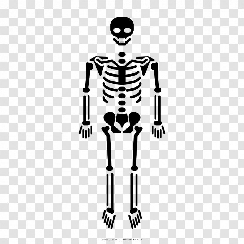Human Skeleton Bone Homo Sapiens Skull - Tree - Esqueleto Transparent PNG