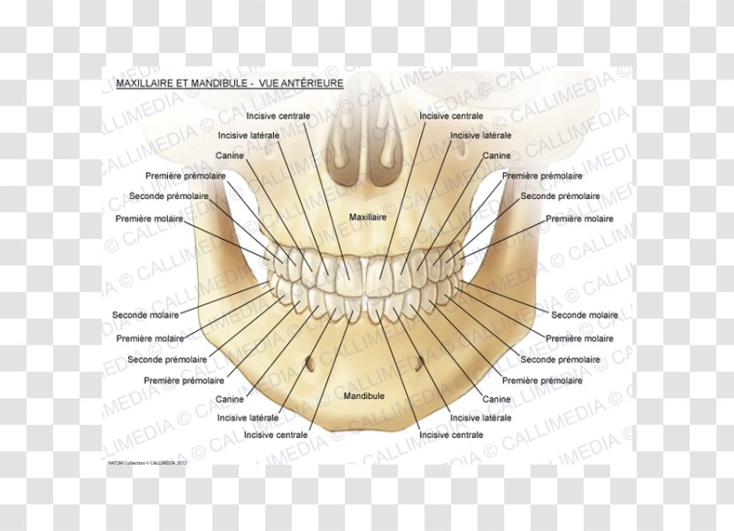Maxilla Mandible Head And Neck Anatomy Mandibular Nerve - Frame - Huesos Transparent PNG