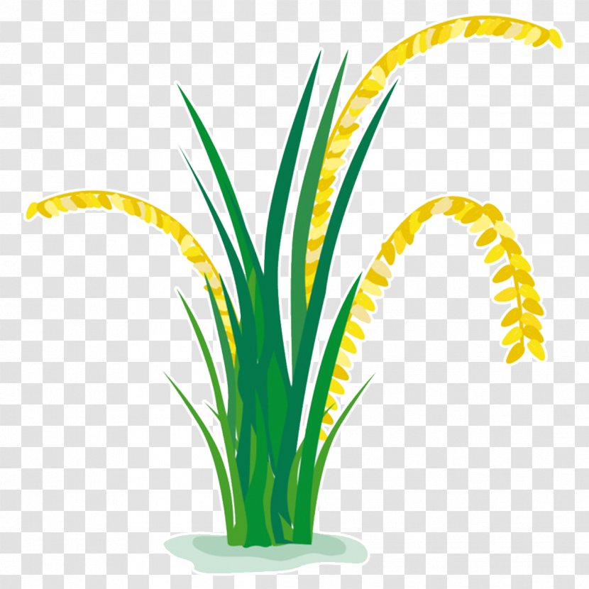 Rice Vector Graphics Clip Art Paddy Field Grasses - Oat Transparent PNG