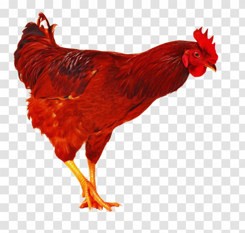 Chicken Bird Rooster Red Comb - Fowl - Livestock Poultry Transparent PNG