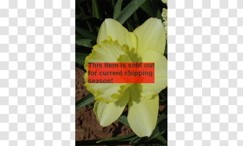 Tulip Saint Patrick's Day Clover Wild Daffodil Bulb - Garden Transparent PNG