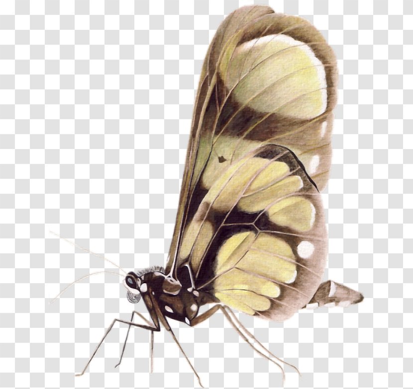 Butterfly Moth - Animal Transparent PNG