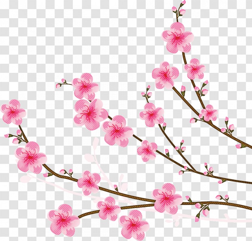 Cherry Blossom Tree - Pink - Prunus Cut Flowers Transparent PNG
