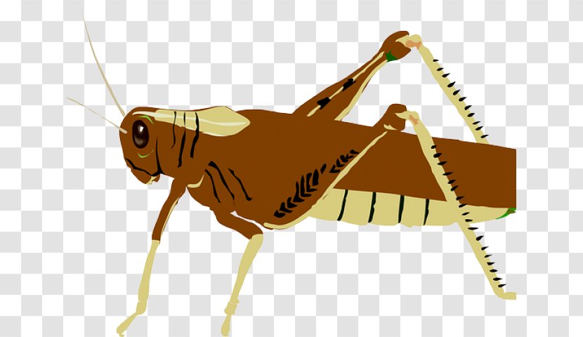 Clip Art Grasshopper Vector Graphics Insect Locust - Organism Transparent PNG