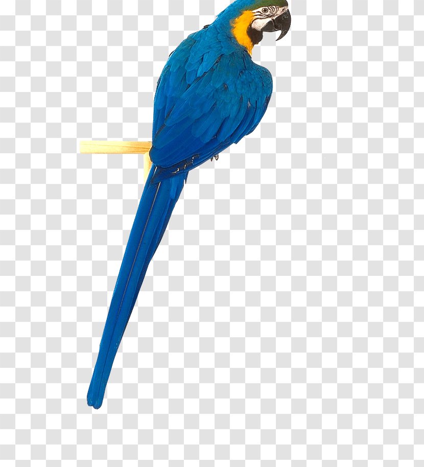 Bird True Parrot - Wing - Blue Image Download Transparent PNG