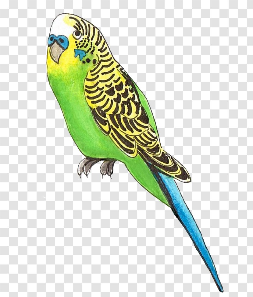 Budgerigar Lovebird Parakeet Parrot - Wing - Bird Transparent PNG