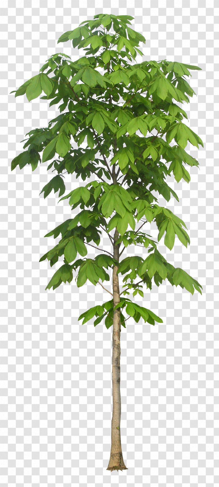 European Horse-chestnut Tree Plant Arbre Dalignement Macrophanerophytes - Flowerpot - Luxuriant Trees Transparent PNG