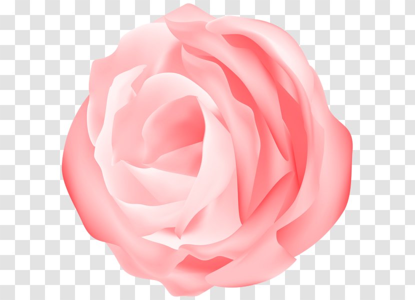 Garden Roses Cabbage Rose Floribunda Cut Flowers Petal - Pink - Longevity Peach Transparent PNG