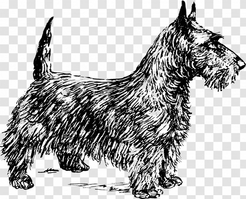 Scottish Terrier Cairn West Highland White Scotland Boston - Small - Fox Transparent PNG