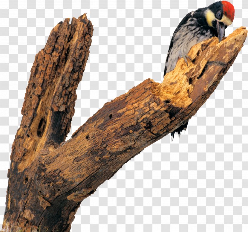 Woodpecker Bird Sparrow Parus Animal - Wood Transparent PNG