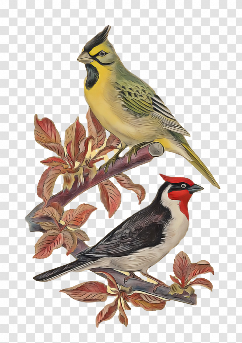 Birds Finches American Sparrows Lark Common Chaffinch Transparent PNG