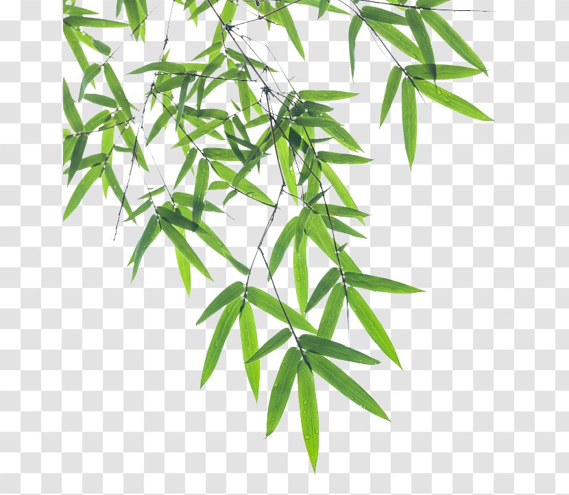 Bamboo Leaf Euclidean Vector - Plant - Pictures Transparent PNG