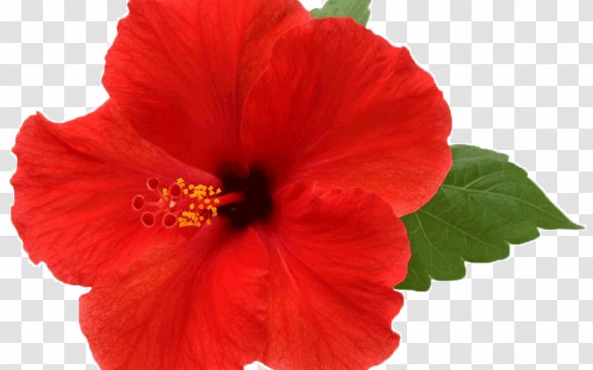 Shoeblackplant Flower Mallows Image Common Hibiscus - Mallow Family Transparent PNG