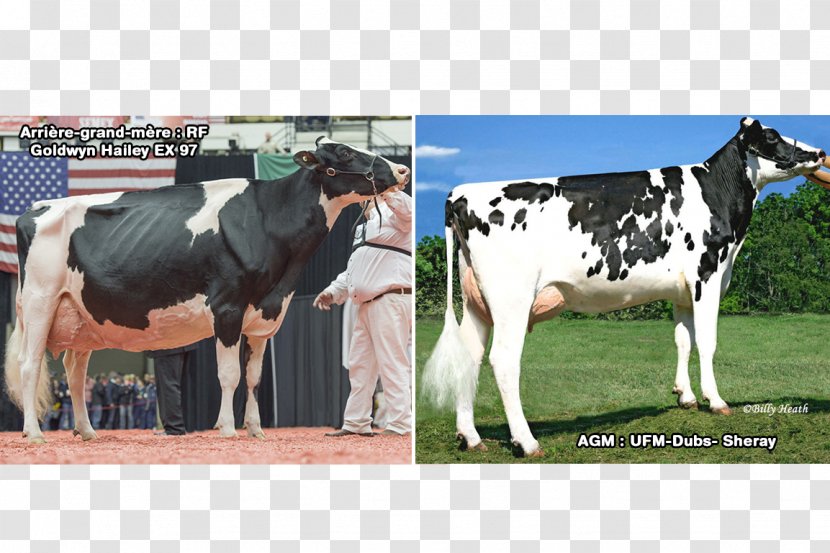 Dairy Cattle Holstein Friesian Taurine Milk - Race Transparent PNG
