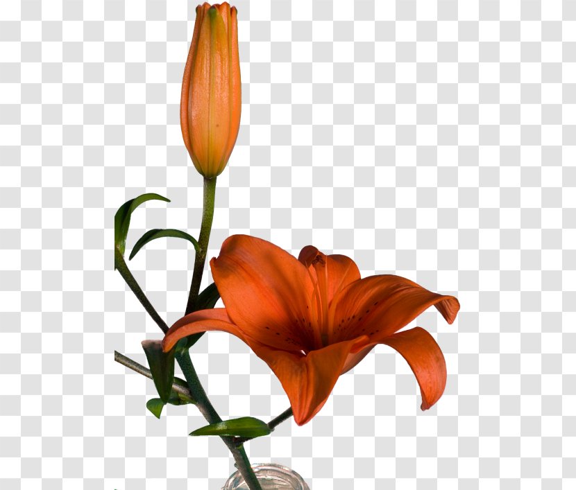 Orange Lily Floral Design Cut Flowers Plant Stem - Petal Transparent PNG