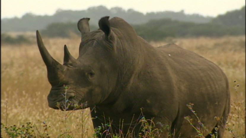 Rhinoceros Horn YouTube High-definition Video - Rhino Transparent PNG