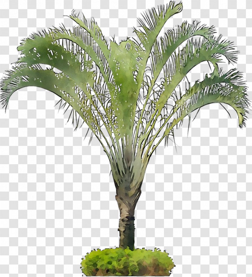 Babassu Flowerpot Coconut Oil Palms Palm Trees - Tree Transparent PNG