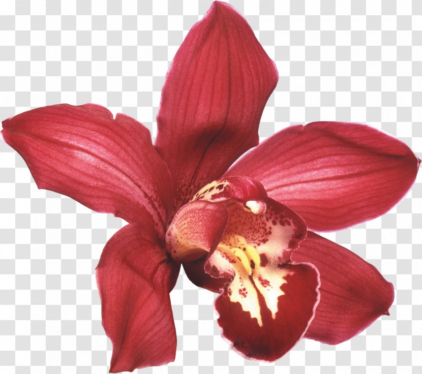 Orchids Flower Desktop Wallpaper White Rose - Plant - Orchid Transparent PNG