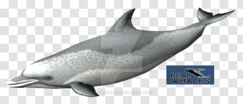 Common Bottlenose Dolphin Short-beaked Tucuxi Rough-toothed White-beaked - Spotted Transparent PNG
