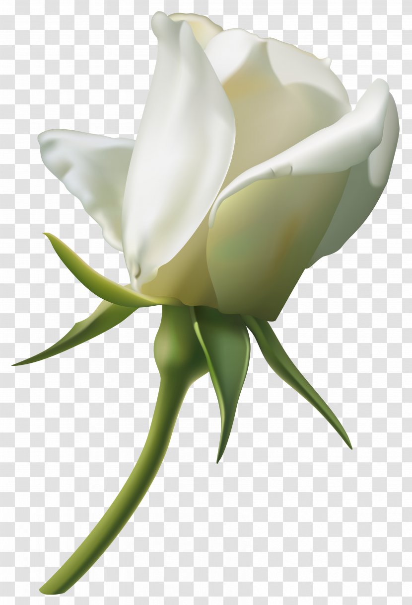 Rose White Bud Clip Art - Garden Roses Transparent PNG