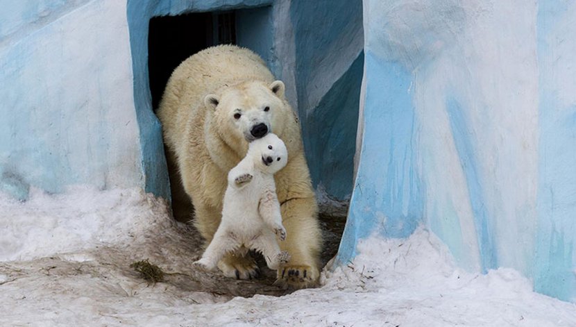 Polar Bear Wild Animals And Their Babies Animal Parenting - Mother Transparent PNG