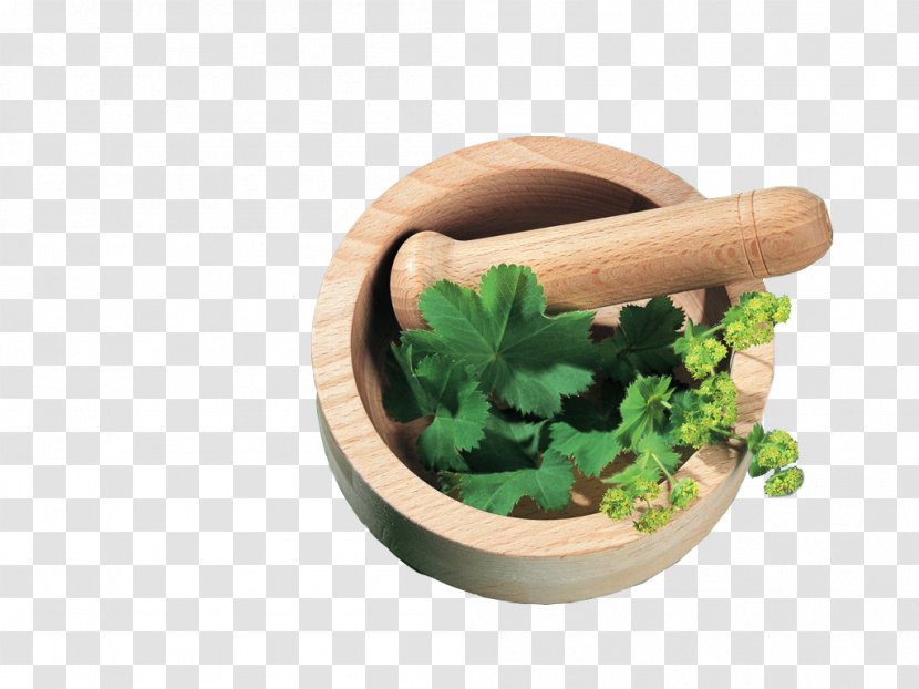 Herb Medicinal Plants Polycystic Kidney Disease Traditional Chinese Medicine Ayurveda - Flowerpot - Medical Herbs Transparent PNG