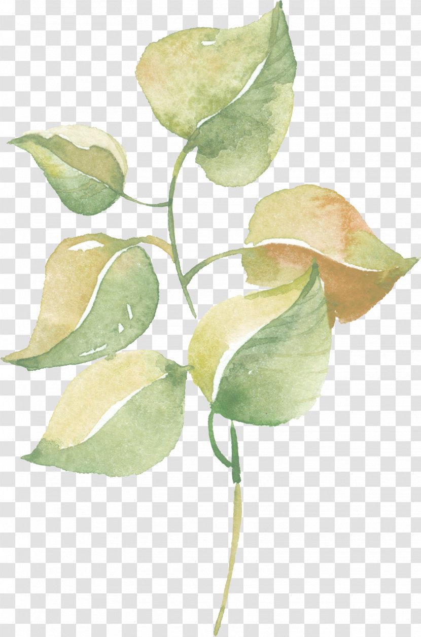 Leaf Watercolor Painting Clip Art Plants - Alismatales - Greenery Watercolour Transparent PNG