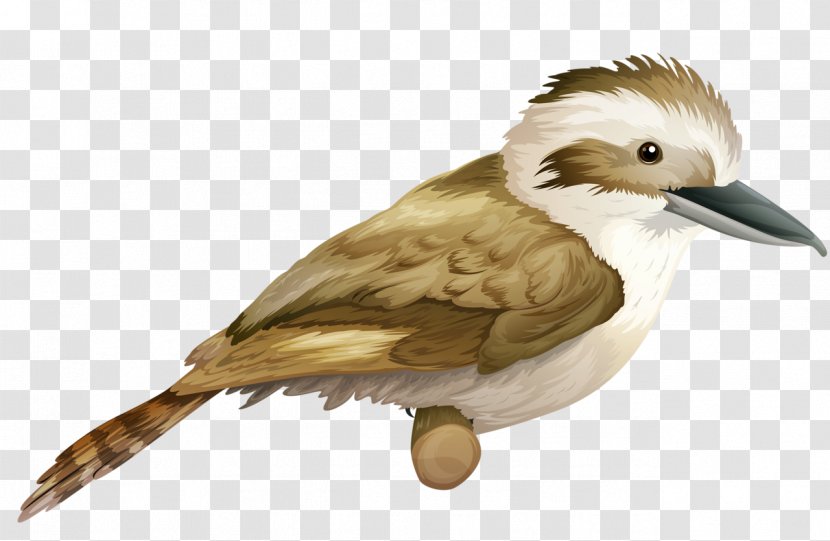 Laughing Kookaburra Royalty-free Clip Art - Organism - Birds Transparent PNG