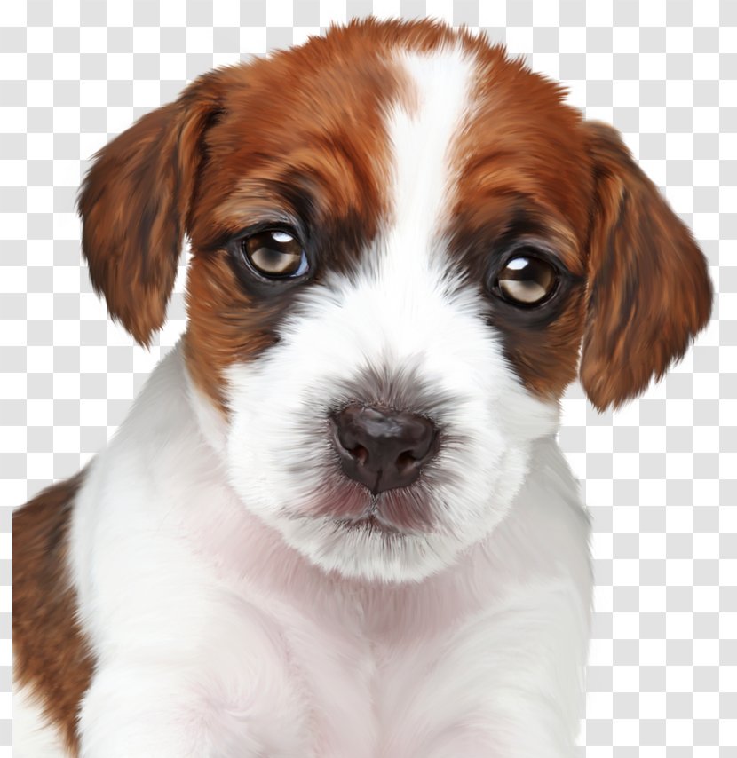 Kooikerhondje Puppy Maltese Dog Bolognese Havanese - Companion Transparent PNG